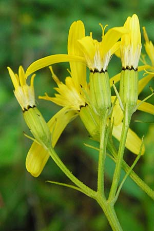 Senecio ovatus \ Fuchssches Greiskraut, Fuchs-Kreuzkraut, D Beuron 26.7.2015