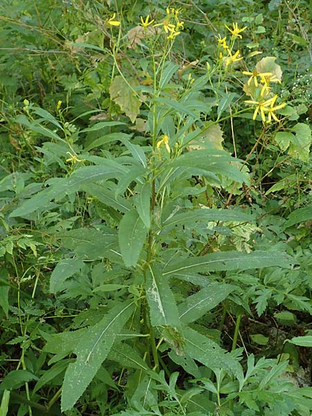 Senecio ovatus \ Fuchssches Greiskraut, Fuchs-Kreuzkraut / Woundwort, Wood Ragwort, D Beuron 26.7.2015