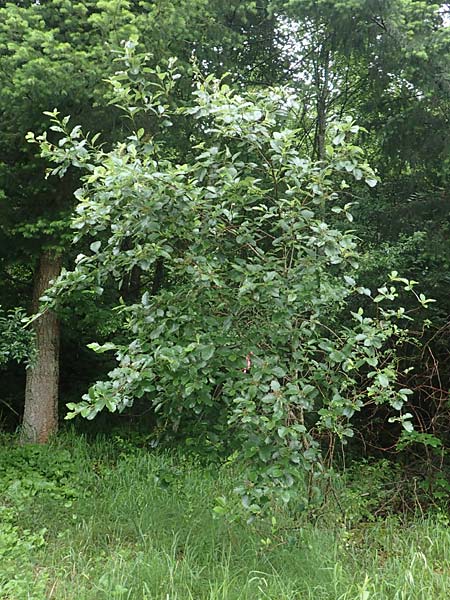 Sorbus lonetalensis \ Lonetal-Mehlbeere / Lonetal Whitebeam, D Lonetal bei/near Bissingen 9.6.2016