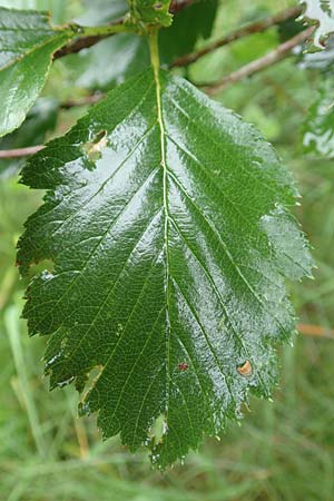 Sorbus lonetalensis / Lonetal Whitebeam, D Lonetal near Bissingen 9.6.2016