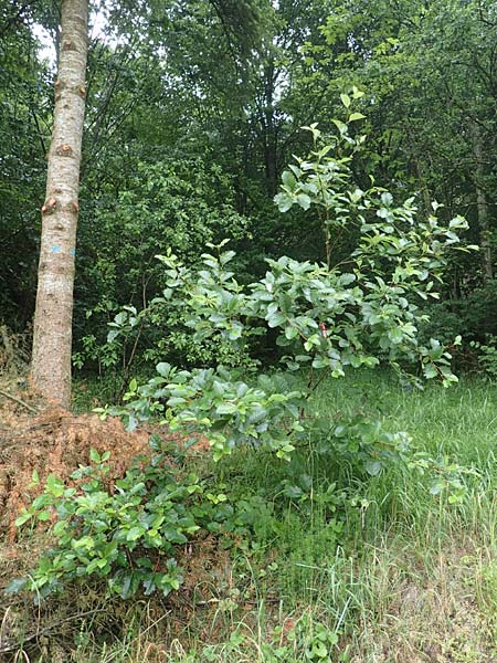 Sorbus lonetalensis \ Lonetal-Mehlbeere, D Lonetal bei Bissingen 9.6.2016