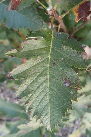 Sorbus x pinnatifida / Hybrid Whitebeam, D Mannheim 23.9.2016