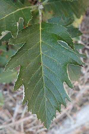 Sorbus x pinnatifida \ Bastard-Eberesche / Hybrid Whitebeam, D Mannheim 23.9.2016