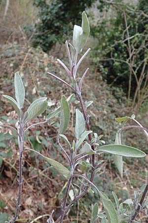 Salvia officinalis \ Echte Salbei / Common Sage, D Heidelberg 17.3.2017