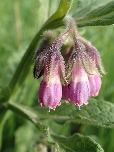 Symphytum officinale \ Gewhnlicher Arznei-Beinwell, D Alsbach-Hähnlein 28.4.2018