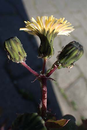 Sonchus oleraceus, Kohl-Gnsedistel