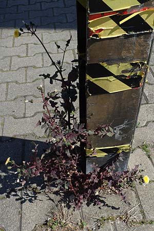 Sonchus oleraceus \ Kohl-Gnsedistel, D Mannheim 6.4.2020