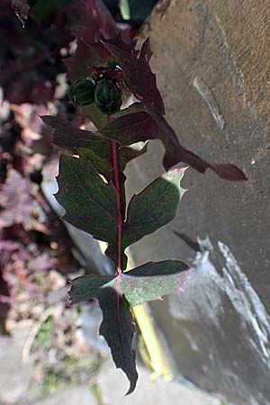 Sonchus oleraceus \ Kohl-Gnsedistel / Smooth Sow-Thistle, D Mannheim 6.4.2020