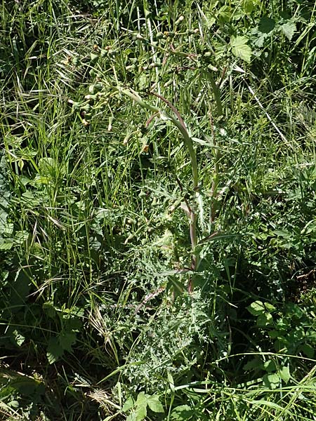 Sonchus asper \ Raue Gnsedistel / Prickly Sow-Thistle, D Kollerinsel 6.5.2020