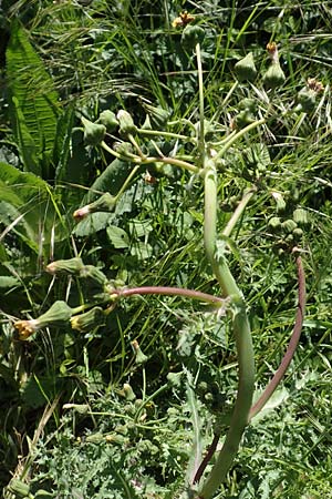 Sonchus asper / Prickly Sow-Thistle, D Kollerinsel 6.5.2020