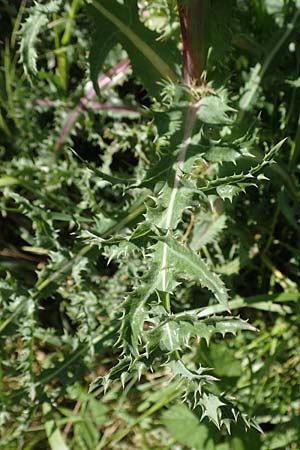 Sonchus asper \ Raue Gnsedistel, D Kollerinsel 6.5.2020