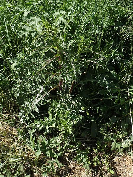 Sonchus asper / Prickly Sow-Thistle, D Kollerinsel 6.5.2020