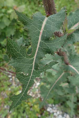 Sonchus oleraceus \ Kohl-Gnsedistel / Smooth Sow-Thistle, D Aachen 9.6.2020