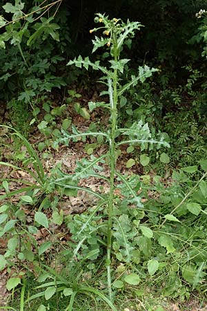 Sonchus oleraceus \ Kohl-Gnsedistel / Smooth Sow-Thistle, D Bochum 10.6.2020