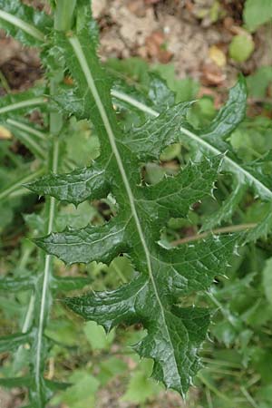 Sonchus oleraceus \ Kohl-Gnsedistel, D Bochum 10.6.2020