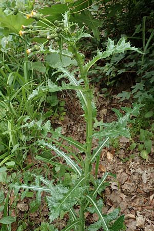 Sonchus oleraceus \ Kohl-Gnsedistel / Smooth Sow-Thistle, D Bochum 10.6.2020