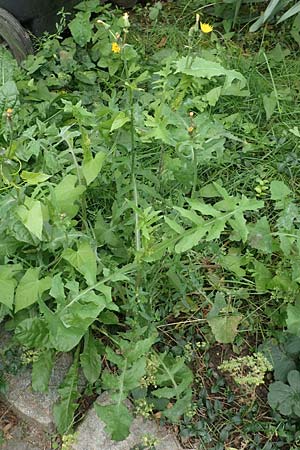 Sonchus oleraceus \ Kohl-Gnsedistel, D Bochum 9.9.2020