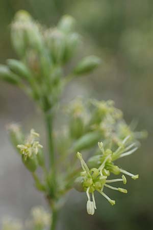 Silene otites \ Ohrlffel-Leimkraut / Spanish Catchfly, D Thüringen, Erfurt 6.6.2022