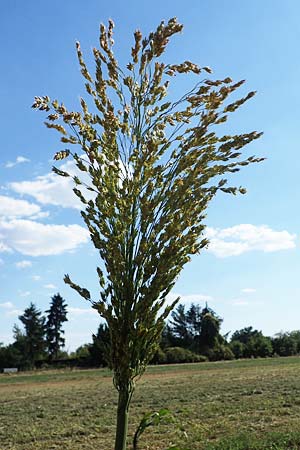 Sorghum bicolor agg. \ Mohrenhirse, Zucker-Hirse / Great Millet, D Schifferstadt 12.8.2022