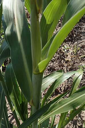 Sorghum bicolor agg. \ Mohrenhirse, Zucker-Hirse / Great Millet, D Schifferstadt 12.8.2022