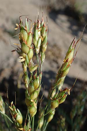 Sorghum bicolor agg. \ Mohrenhirse, Zucker-Hirse / Great Millet, D Schifferstadt 12.8.2022