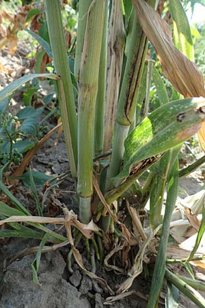 Sorghum bicolor agg. \ Mohrenhirse, Zucker-Hirse / Great Millet, D Schifferstadt 12.8.2022