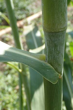 Sorghum bicolor agg. \ Mohrenhirse, Zucker-Hirse / Great Millet, D Schifferstadt 12.8.2022