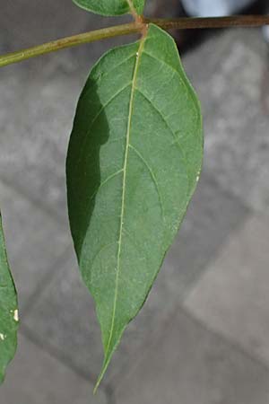 Sophora japonica \ Japanischer Schnurbaum / Japanese Pagoda Tree, D Ludwigshafen 20.9.2023