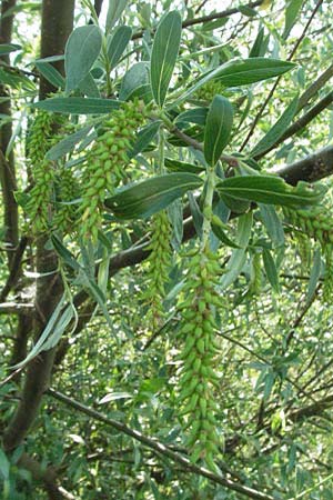 Salix purpurea \ Purpur-Weide / Purple Willow, D Rastatt 28.4.2007