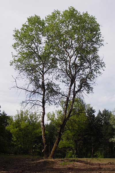 Populus alba \ Silber-Pappel, D Schwetzingen 29.4.2015