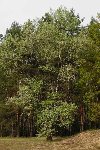 Populus alba \ Silber-Pappel, D Schwetzingen 29.4.2015