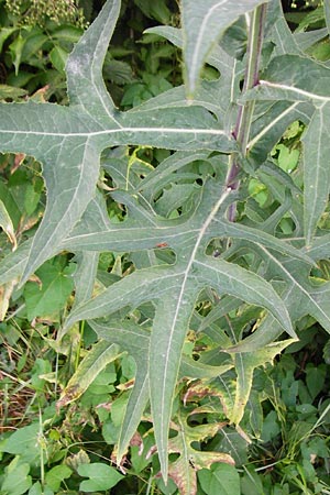 Sonchus palustris \ Sumpf-Gnsedistel / Marsh Sow-Thistle, D Grettstadt 18.7.2015