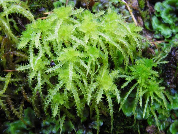 Sphagnum squarrosum \ Sparriges Torfmoos, D Schwarzwald, Kniebis 5.8.2015