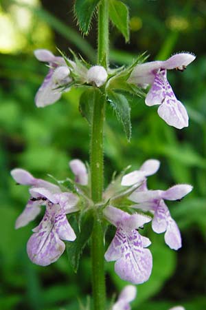 Stachys palustris / Marsh Woundwort, D Mannheim 30.8.2015