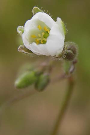 Spergula arvensis \ Acker-Sprgel / Corn Spurrey, D Großheubach-Rosshof 16.7.2016