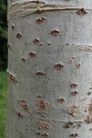 Populus alba \ Silber-Pappel / White Poplar, D Mannheim 18.8.2015