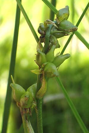 Scheuchzeria palustris \ Blumenbinse, Blasensimse / Rannoch Rush, Marsh Scheuchzeria, D Pfronten 28.6.2016