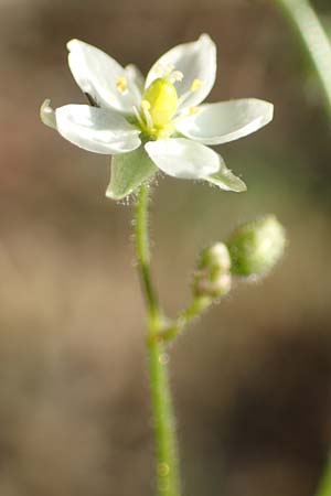 Spergula arvensis \ Acker-Sprgel / Corn Spurrey, D Odenwald, Hammelbach 27.8.2016