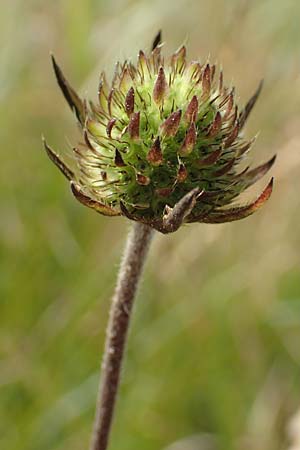 Succisa pratensis \ Teufelsabbiss / Devil's-bit Scabious, D Mindelsee 6.9.2016