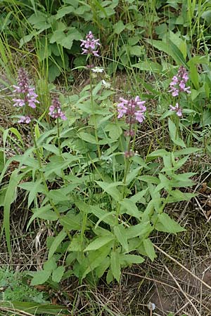 Stachys palustris / Marsh Woundwort, D Ludwigshafen 13.9.2017