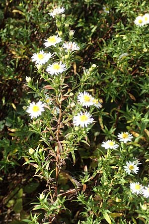 Symphyotrichum spec1 ? \ Herbst-Aster / Michaelmas Daisy, D Mannheim,  Friesenheimer Insel 3.10.2017