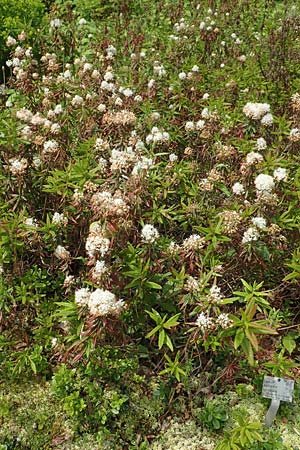 Rhododendron tomentosum \ Sumpf-Porst / Labrador Tea, D Botan. Gar.  Universit.  Bochum 22.5.2018