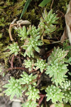 Sedum pallidum \ Bleiche Fetthenne / Turkish Stonecrop, D Krefeld 23.5.2018