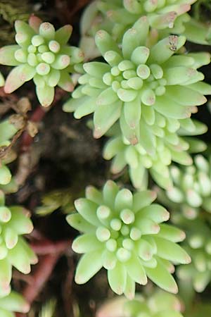 Sedum pallidum \ Bleiche Fetthenne / Turkish Stonecrop, D Krefeld 23.5.2018