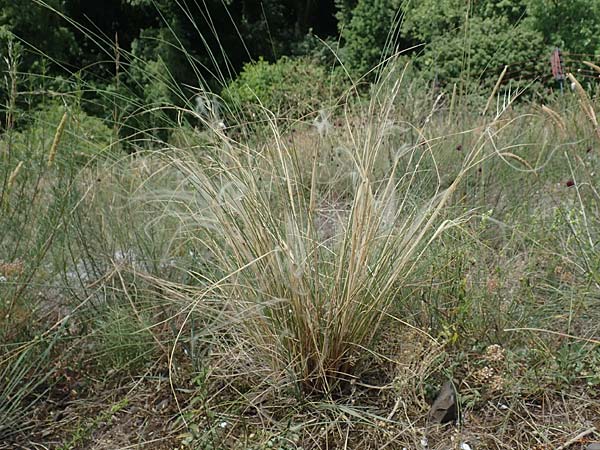 Stipa pulcherrima \ Groes Federgras, Gelbscheidiges Federgras, D Kaiserstuhl,  Burkheim 19.6.2008