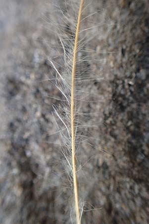 Stipa pulcherrima \ Groes Federgras, Gelbscheidiges Federgras / Golden Feather-Grass, D Kaiserstuhl,  Burkheim 19.6.2008