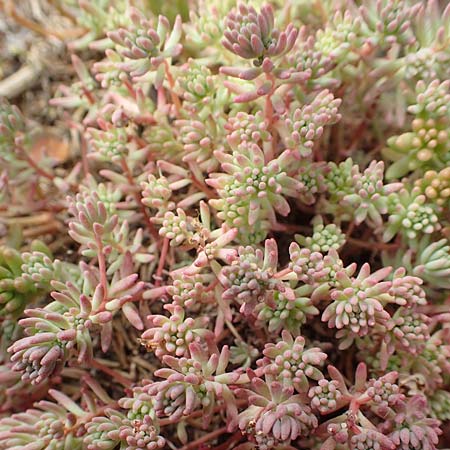 Sedum pallidum / Turkish Stonecrop, D Eifel, Dreiborn 9.7.2018