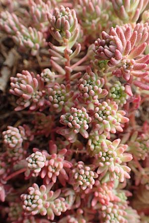 Sedum pallidum \ Bleiche Fetthenne / Turkish Stonecrop, D Eifel, Dreiborn 9.7.2018