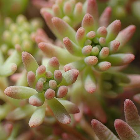 Sedum pallidum \ Bleiche Fetthenne / Turkish Stonecrop, D Eifel, Dreiborn 9.7.2018