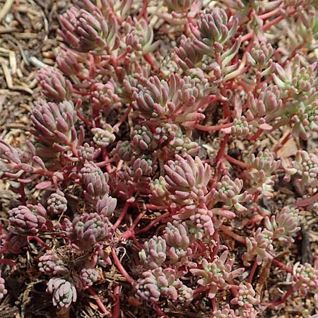 Sedum pallidum / Turkish Stonecrop, D Eifel, Dreiborn 9.7.2018